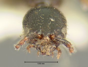 Media type: image;   Entomology 6302 Aspect: head frontal view